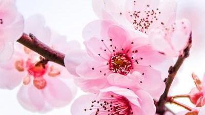 网站建设方案开发：随着互联网的发展，我们都知道该网站也不断进步。许多公司的网站建设相对较早。它还无法适应快速现代网络的步伐。所以， 许多公司将在原始网站上执行修订的设计。那么我应该注意网站建设的修订计划设计什么？请参阅以下摘要分析。