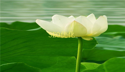  seo优化站内树形结构怎么优化